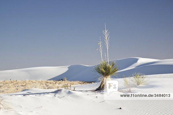 Pflanzen im White Sands National Monument  New Mexico  USA