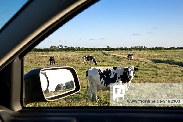 Blick aus einem Autofenster auf eine Weide mit Kühen  Föhr  Schleswig-Holstein  Deutschland
