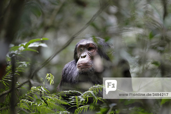 Schimpanse  Pan troglodytes  Kibale-Nationalpark  Uganda  Ostafrika  Afrika
