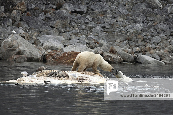 Eisbären  Ursus maritimus  und Eismöwe  Larus hyperboreus  auf totem Finnwal  Spitzbergen  Norwegen  Europa