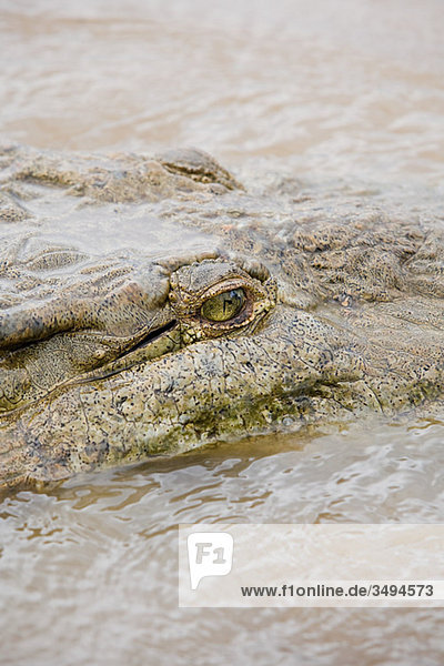 Krokodil im Fluss  Costa Rica