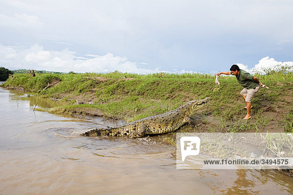 Man feeding a crocodile in costa rica