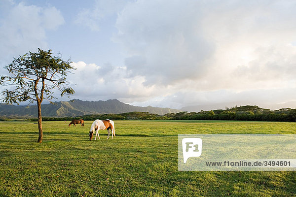 Pferd im Feld bei Princeville  Kauai