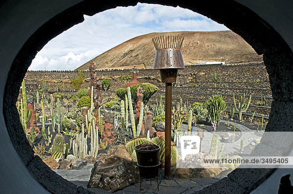Jardin de Cactus  Guatiza  Lanzarote  Kanarische Inseln  Spanien  Europa