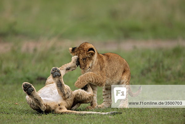 Zwei Löwenjungen  panthera leo  spielen  Masai Mara National Reserve  Kenia  Ostafrika  Afrika