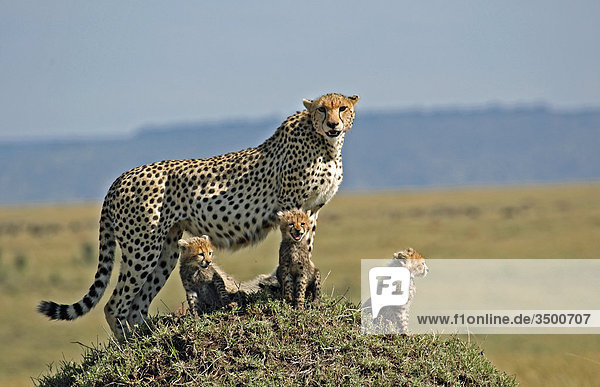 Gepard  Acinonyx jubatus  und Jungtiere  Masai Mara National Reserve  Kenia  Ostafrika  Afrika