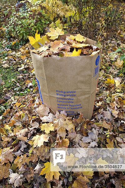 Tasche Pflanzenblatt Pflanzenblätter Blatt Kompost Biologie Ontario Whitby