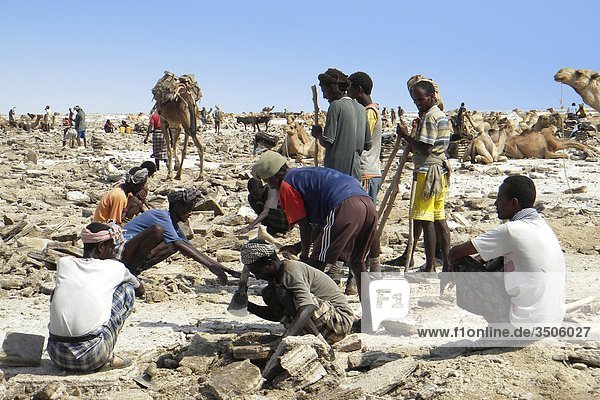 Africa  Ethiopia  Danakil  digging for salt                                                                                                                                                         