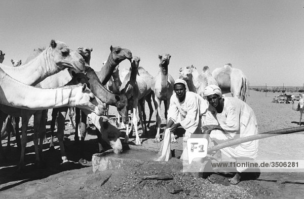 Afrika  Sudan  Nubien  Camel Herde am Brunnen