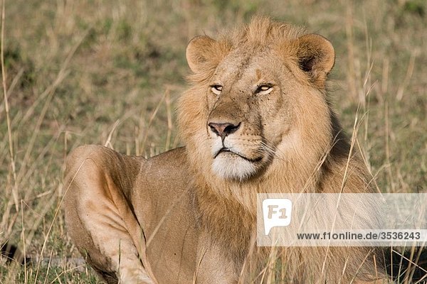 A male lion sits on the plains of the Masai Mara in Kenya