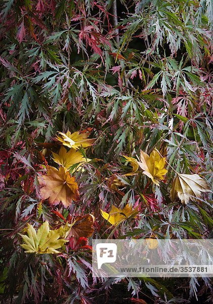 Maple leaves  Sweden