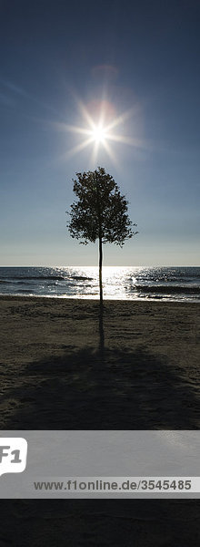 Sonnenaufgang über Baum am Strand