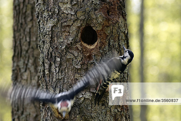 Woodpecker auf einem Baum  Polen