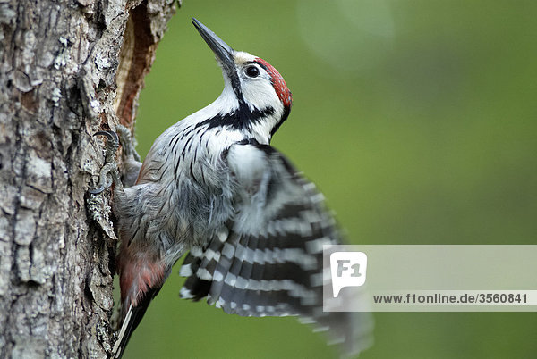 Männlich Woodpecker  Polen