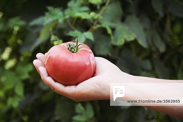 Beefsteak Tomaten hält hände