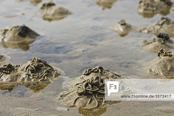 Excrement of lugworms in mudflat  Sylt  Germany