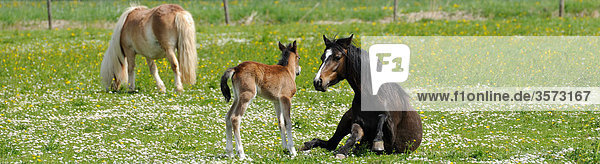 Three Welsh Ponys on paddock