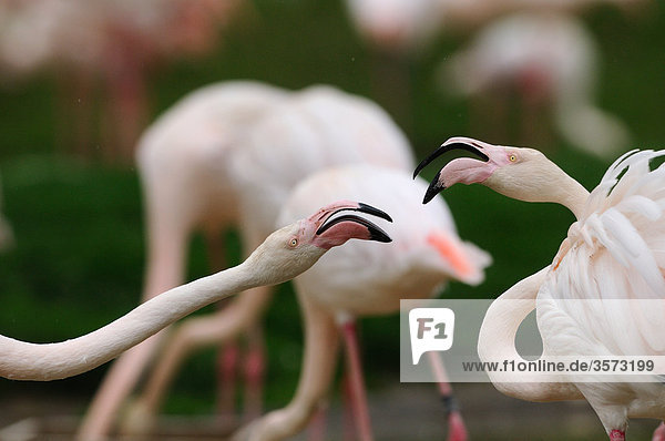 Zwei Chilenische Flamingos (Phoenicopterus chilensis) Angesicht zu Angesicht