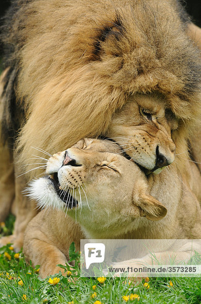 Löwen (Panthera leo) bei der Paarung