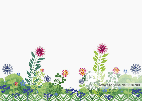 Summer flowers