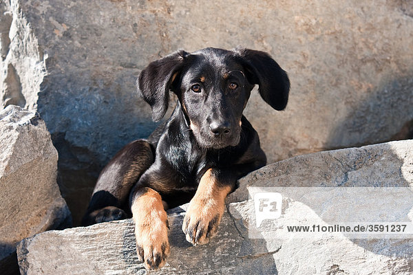 Puppy looking at camera