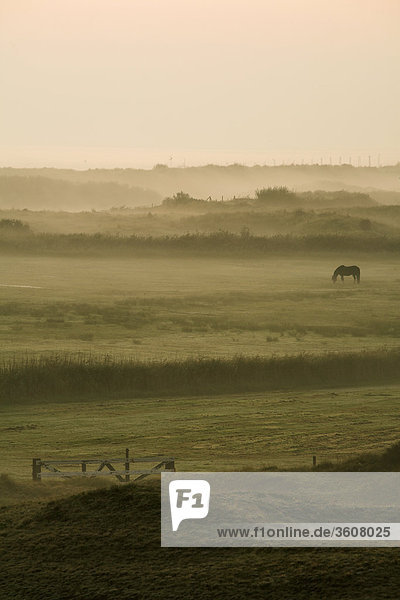 Morgendämmerung über Texel  Niederlande