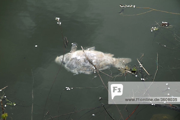 Toter Karpfen in einem Teich  Hessen  Deutschland