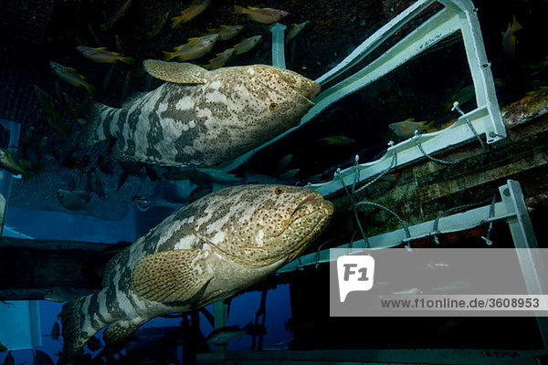 Goliath grouper with reflection.