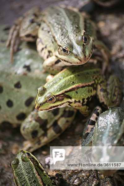 Frogs