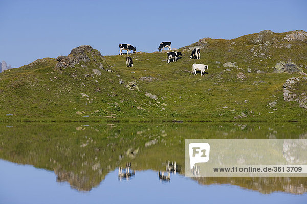 Hausrind Hausrinder Kuh Wasser Spiegelung Berg See Kanton Graubünden Engadin Schweiz