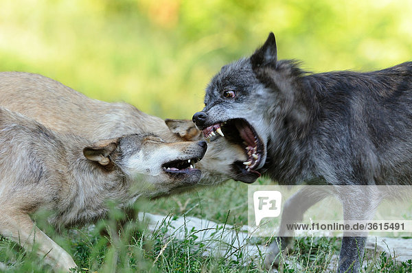 Drei Wölfe (Canis lupus) im Kampf