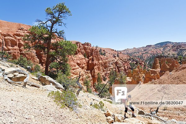 Red Canyon Dixie National Forest Utah USA