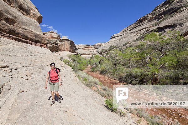 White Canyon Natural Bridges National Monument Utah USA