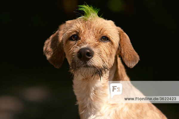 Dog with mohawk haircut  portrait
