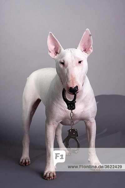 Bull terrier with handcuffs in his muzzle