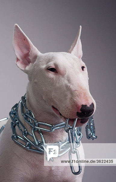 Bull terrier in chains