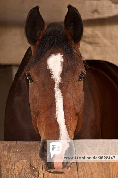Brown horse in stable  portrait