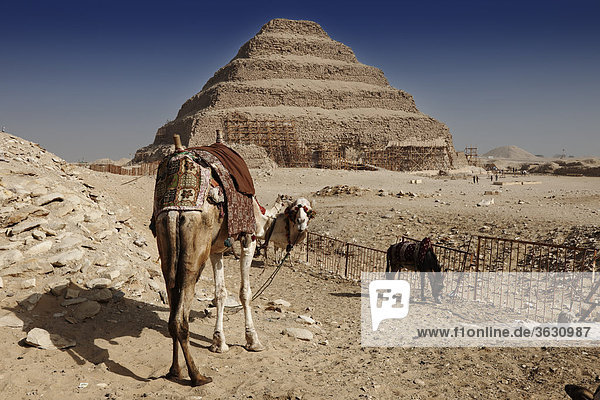 Kamel vor der Stufenpyramide des Djoser  Sakkara  Ägypten