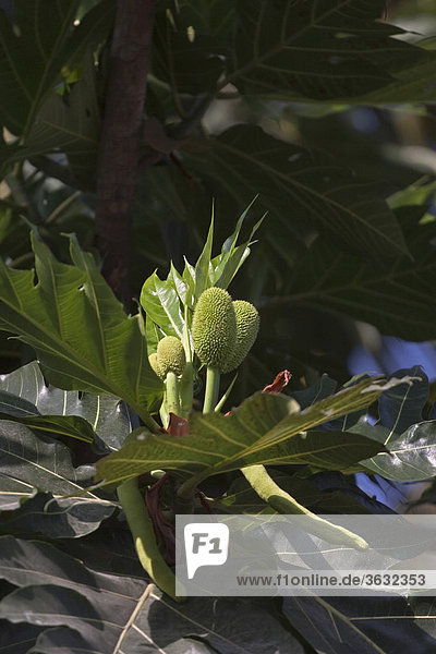 Breadfruit tree (Artocarpus altilis  Artocarpus communis)