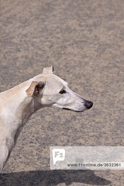 Small English Whippet sighthound