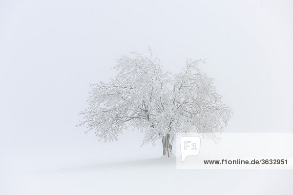 Apple tree in winter with fog