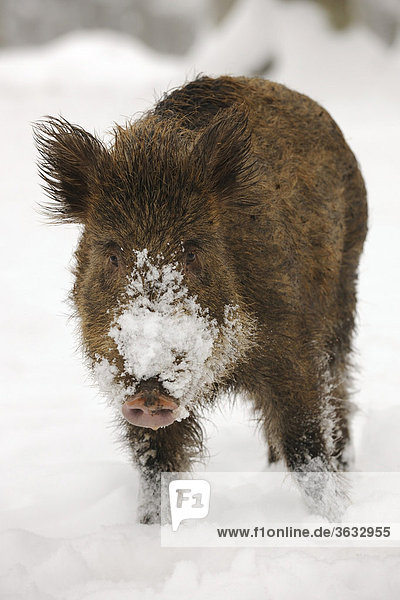 Wild boar (Sus scrofa) in winter with snow