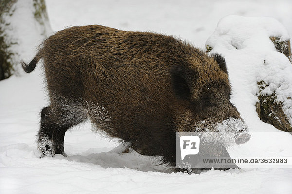 Wild boar (Sus scrofa) in winter