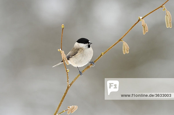 Marsh Tit (Parus palustris)
