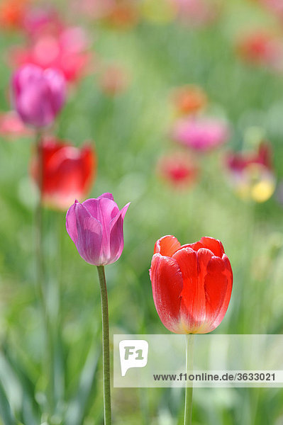 Tulips (Tulipa) in a field