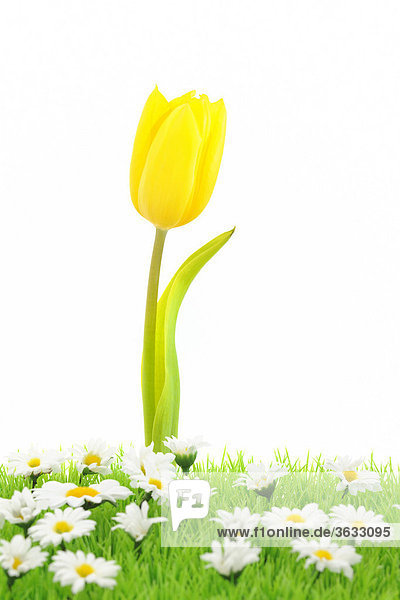 Yellow tulip (Tulipa) with artificial turf and artificial flowers