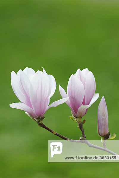 Tulip magnolia (Magnolia x soulangeana)  Amabilis  cultivated variety