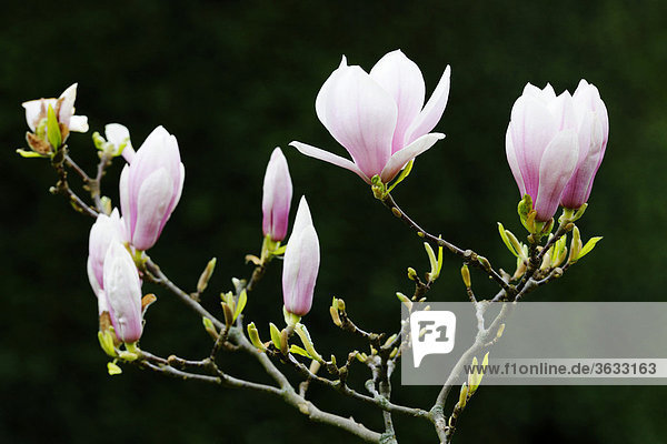 Tulip magnolia (Magnolia x soulangeana) Amabilis  cultivated variety