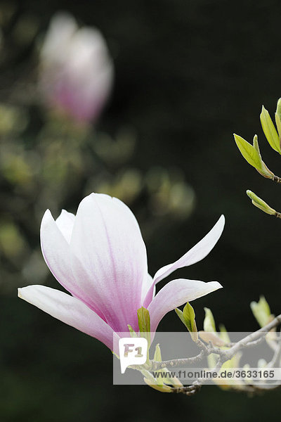 Tulip magnolia (Magnolia x soulangeana) Amabilis  cultivated variety