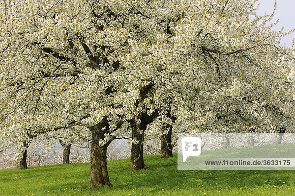 Blühende Kirschbäume im Frühling